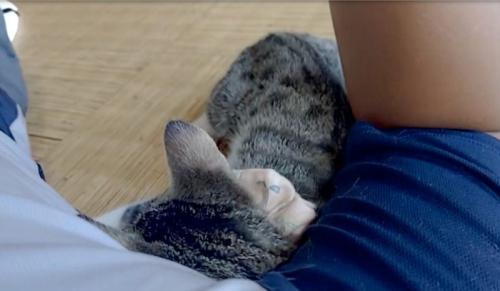 添い寝する猫