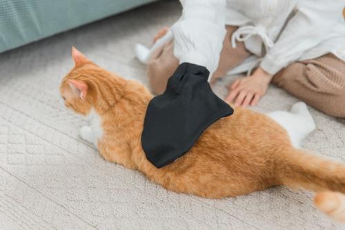 猫のグルーミング 
