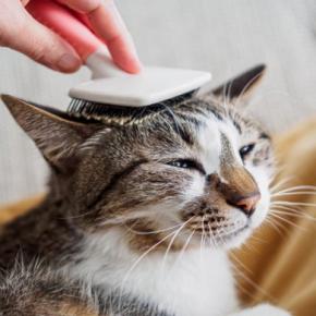 猫の『抜け毛対策』に効果的なグッズ4選 便利な活用術や掃除の負担を減らす工夫もご紹介