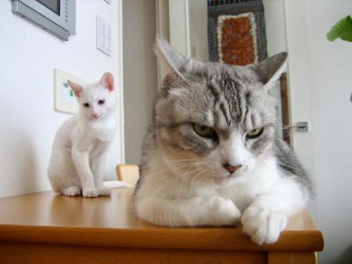 成猫の隣に座る白猫