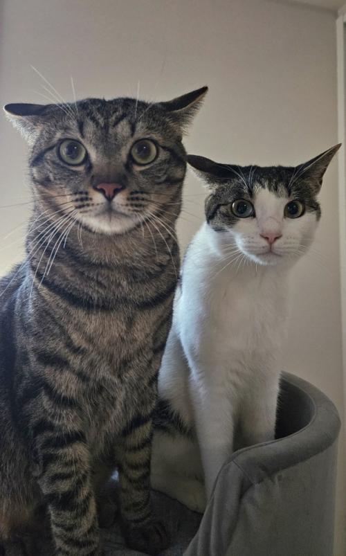イカ耳の2匹の猫