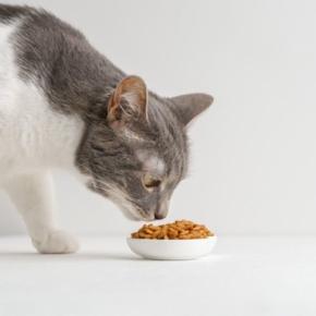 猫の『フード』を替えるべき4つのタイミング 見直しが必要な理由や切り替え時の注意点