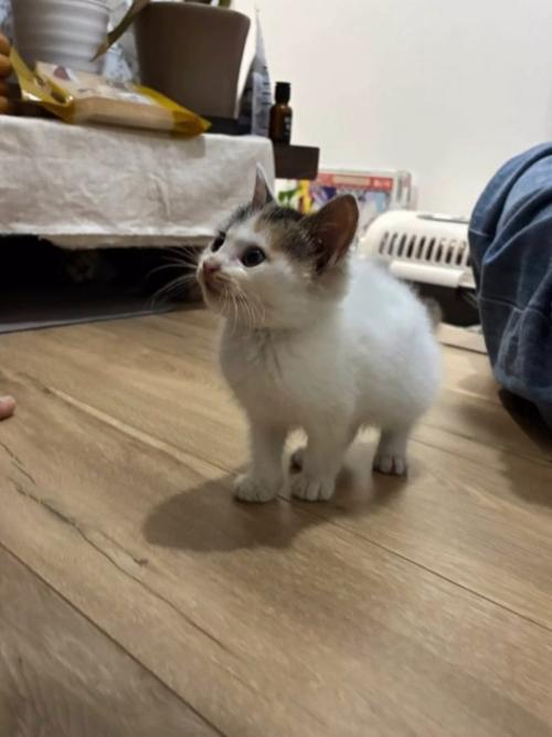 立っている子猫