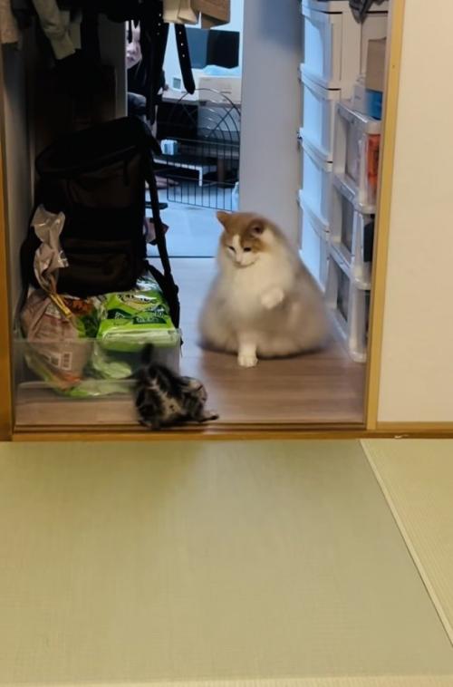 やんのかステップをする子猫と子猫に向かって前足を上げるノルウェージャンフォレストキャット