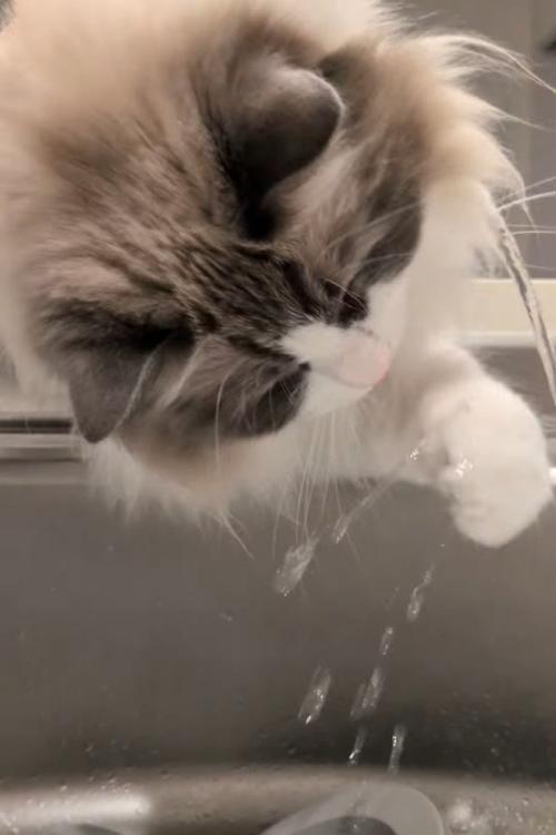 前足で水を触る猫