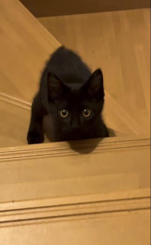 飼い主さんを上目遣いで見る子猫