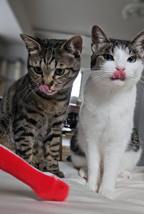 鼻をなめる2匹の猫
