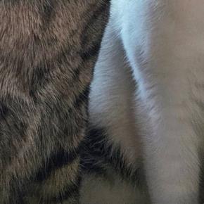 激しくケンカをしていた2匹の猫→飼い主が止めに入った結果…まさかの表情と『可愛すぎる耳』に7万いいね「耳がシンクロw」「理不尽w」