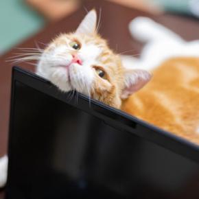 猫が飼い主の『邪魔をしてくる』ときの理由5つ なぜ近寄ってくるの?上手な対処法も