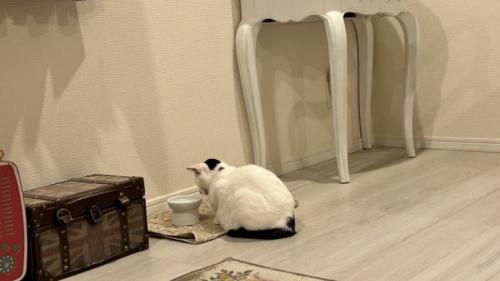 フードボウルの前に座り込む猫