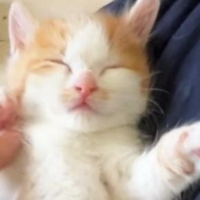 手のひらで熟睡する保護子猫→『招き猫』にしてみたら…されるがままの様子に「幸せな気持ちになった」「なんか涙が出そう」と反響