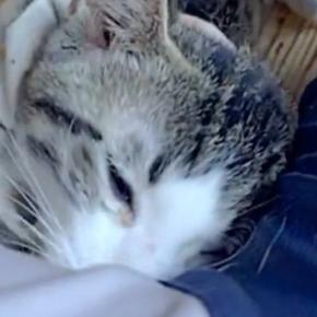 飼い主の隣でくつろいでいた猫→『脇の匂い』を嗅いだ次の瞬間…まさかの光景に12万いいね「マタタビの匂い出てるかも」「表情がいいw」