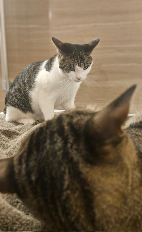 怒ってるキジ白猫