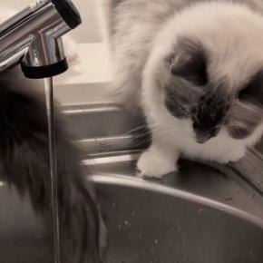 姉猫が蛇口から流れる水をじっと見つめていると→妹猫のしっぽが…シュールすぎる光景が12万再生「クスっときたw」「気にならないのかなw」
