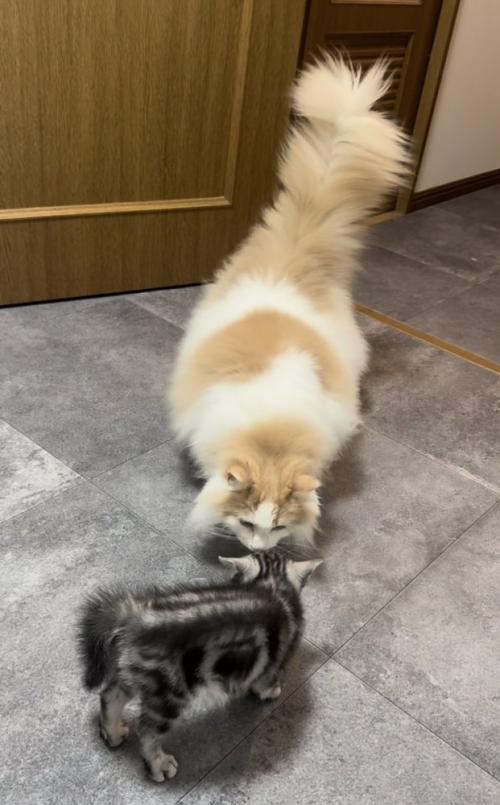 毛を逆立てる子猫と子猫を見つめるノルウェージャンフォレストキャット