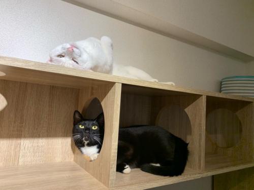 仰向けの白猫