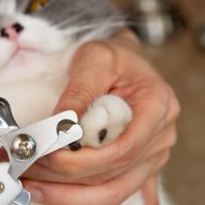 猫の『爪切り』をサボると起こりうるリスク3つ 定期的なケアが必要な理由や嫌がる猫への対処法も