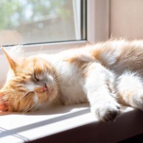 猫があなたの『近くで寝てくれない』理由5つ 離れて寝ようとする心理や距離を縮めるコツも