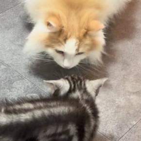 やんちゃな新入り子猫との初めての対面で…先住猫が見せた『優しすぎる対応』が89万再生「おとなの余裕を感じた」「毛がボワっとしてるw」