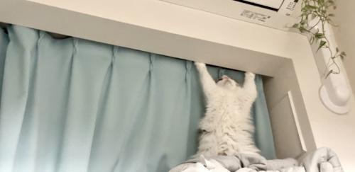 カーテンの前で後ろ足で立ち上がる猫