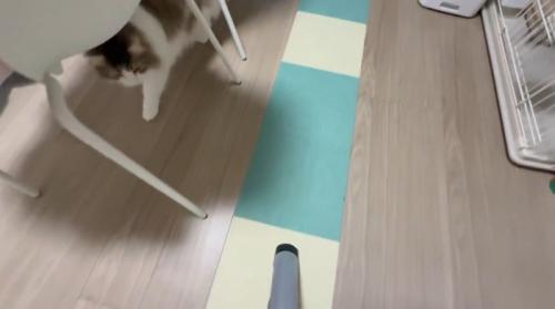 掃除機を見つめながら追いかける猫