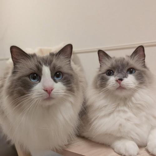 並ぶ2匹の猫