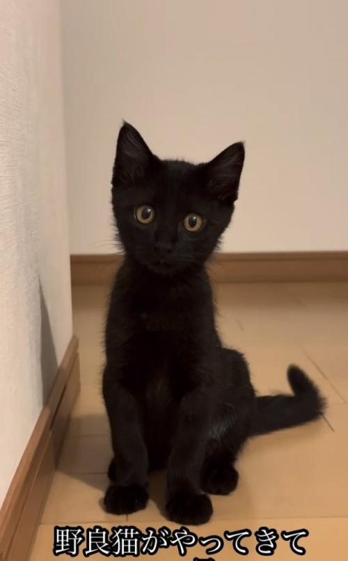 廊下に座って飼い主さんを見つめる子猫
