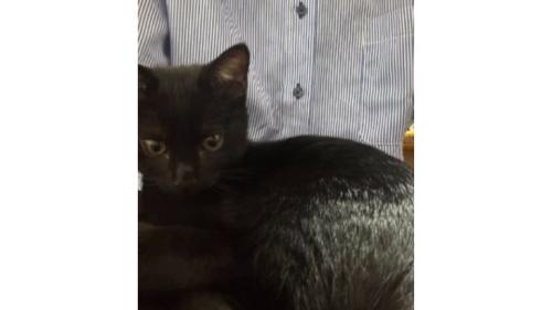 猫と男性