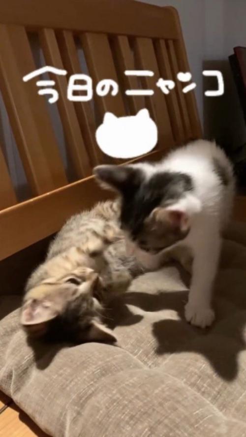 眠っている子猫を優しく見つめる男の子