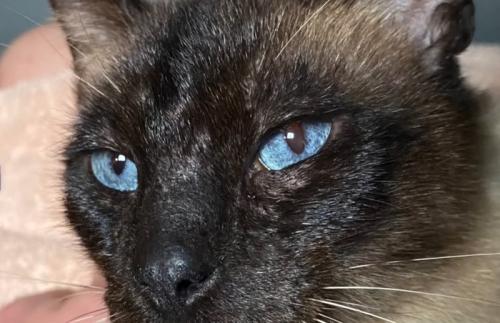 シャム猫の顔アップ