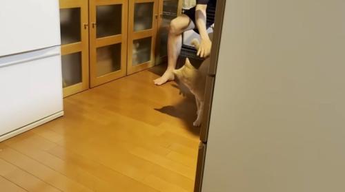なでられている猫