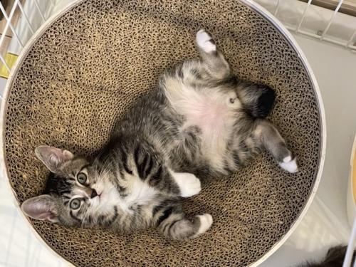 仰向けに転がる子猫