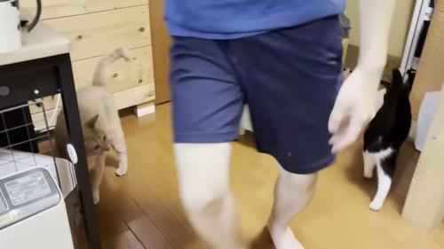 歩いている男の子と目で追う猫