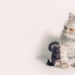 猫が『グゥ』と鳴くときの気持ち5選 隠されている意味や感情を見分けるポイントも
