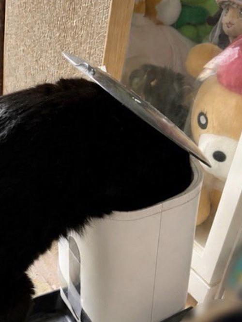 機械の中に頭を入れて、中に入っているキャットフードを食べる猫