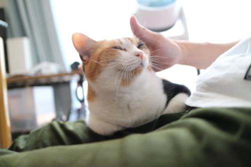 ヒザの上で甘えている猫