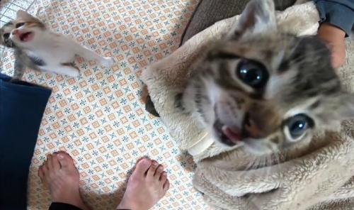 2匹の猫が一緒に鳴き声をあげている
