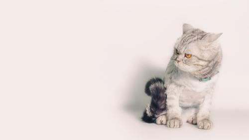 何かに警戒している猫