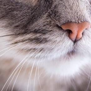 猫の『嗅覚』にまつわる秘密5選 優れた能力から驚きの機能までご紹介