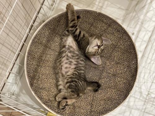 寝ている子猫