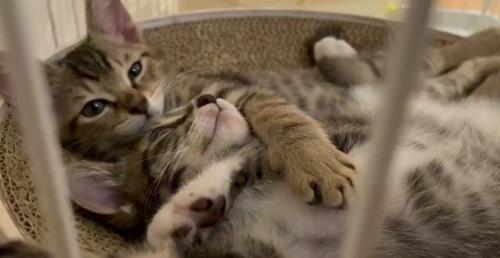 くっついて寝転ぶ2匹の子猫