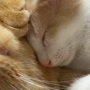 「本当にとんでもない」先住猫にくっついて眠っていた子猫→背中を見ると、もう1匹いて…