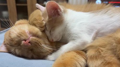 寝ている茶トラ猫と茶白猫