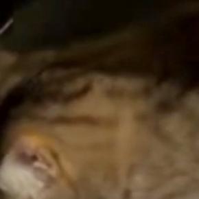 玄関から『シュシュシュ』と謎の物音→恐る恐る様子を見に行くと、猫が…まさかの光景に「穴開いちゃうｗ」「DJ志望猫」と96万表示