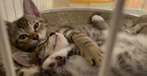 くっついて寝転ぶ2匹の子猫