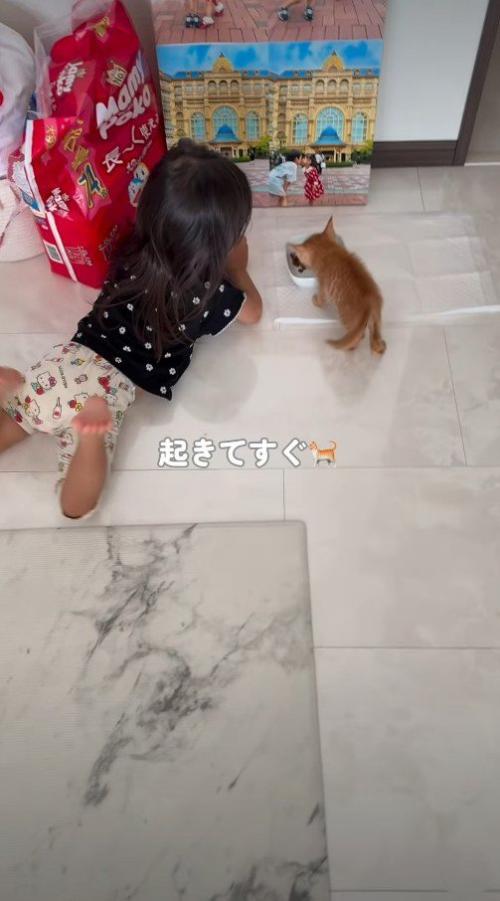 ご飯を食べる子猫の隣にいる女の子