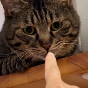 キャットステップでくつろぐ猫→仲良くなろうと指を嗅がせてみたら…数秒後の『まさかの光景』に爆笑の声続出「なんちゅー表情w」「なぜw」