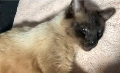 タイルの上でコロコロする猫