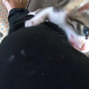 出かける準備をしていると、『2匹の子猫』が近づいてきて…想像以上の『猛烈アピール』に「出かけられないw」「行ってしまったら罪w」の声