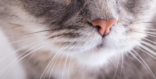 猫の鼻のアップ